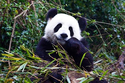 Giant Panda Research Base Chengdu China
