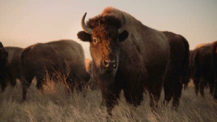 How To Stream Or Watch On TV The American Buffalo Ken Burns PBS