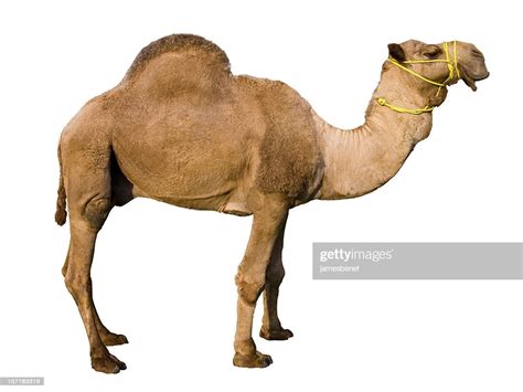 Camel is a beautiful large portrait in the snow. Dromedary Camel Stock Photo | Getty Images