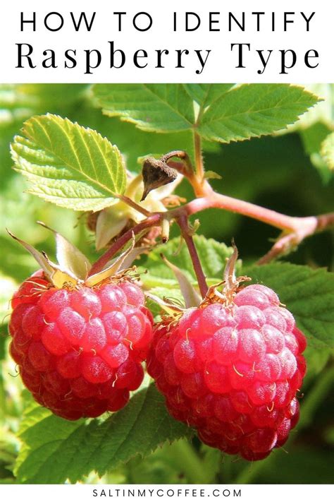 How To Identify Summer Vs Everbearing Raspberries Laptrinhx News