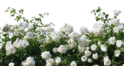 Download White Roses - White Rose Bush Png | Transparent PNG Download png image