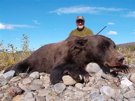 Grizzly Bear Hunting Gallery Arctic North Guides