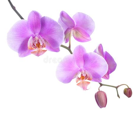 Beautiful Lilac Orchid Is Isolated On White Stock Image Image Of