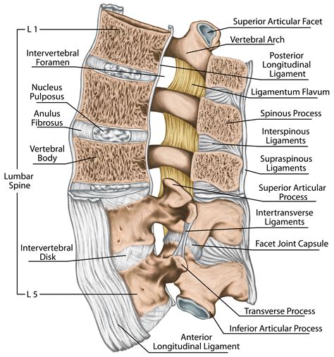 The biceps brachii flex the forearm and work with the supinator of the trapezius: Vertigo Treatment in Kerala | Cervical Spondylosis ...