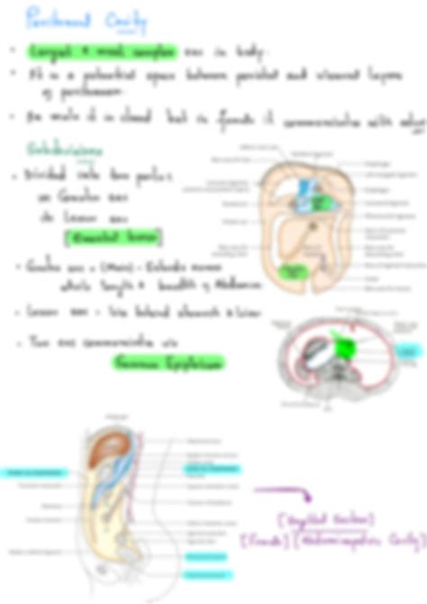 Solution Anatomy Of Abdominal Cavity Peritoneum Studypool