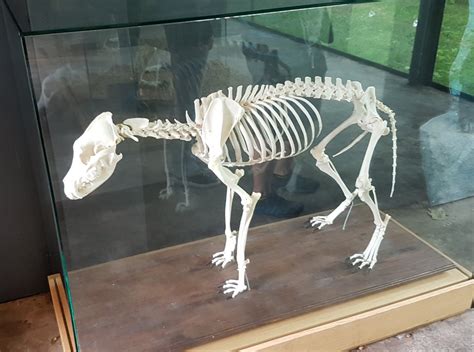 Skeleton Sun Bear Zoochat