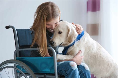 Assistance Dogs How They Help Us Blue Badge Australia