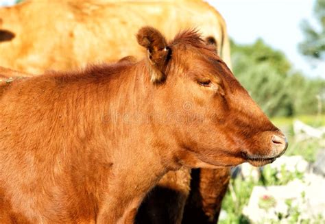 Red Angus Cows In A Pasture Stock Photo Image Of Herd Domesticated