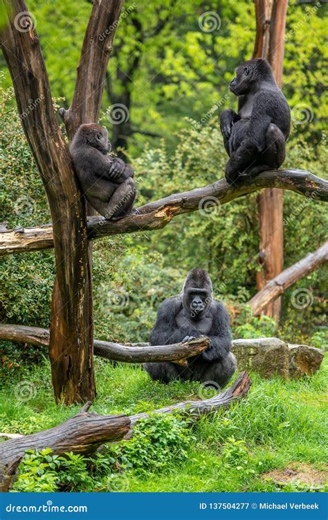 Three Gorillas Are Looking At Each Other In Silence Stock Image Image