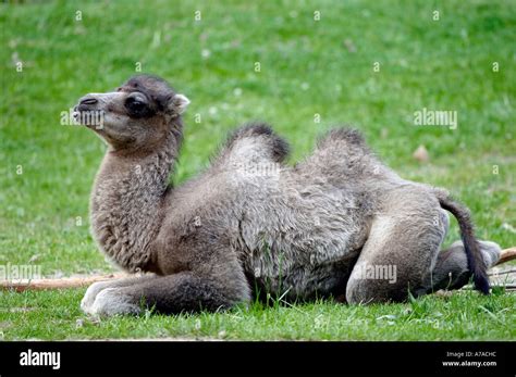 Two Humped Camel Bactrian Camel Stock Photo Alamy