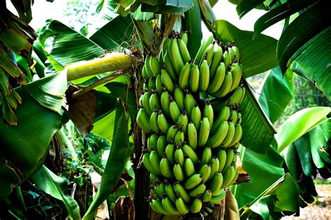What Is A Banana The Garden Of Eaden