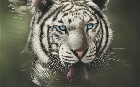 Wallpaper White Tiger Face Blue Eyes Tongue Hd Picture Image
