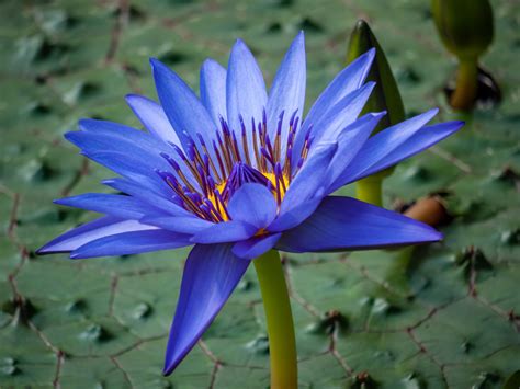 blue-lotus-amsterdam-herbs