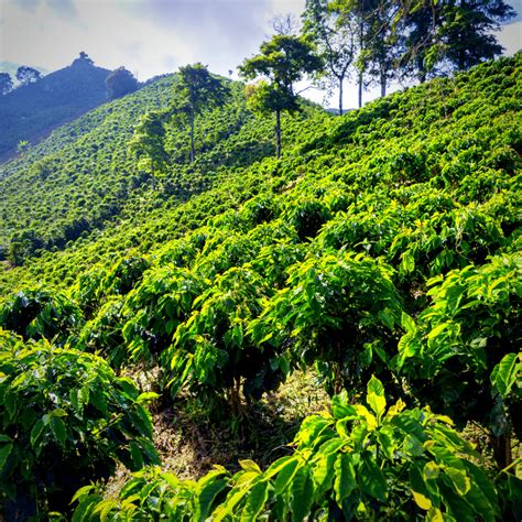 What Is Single Origin Coffee Your Comprehensive Guide