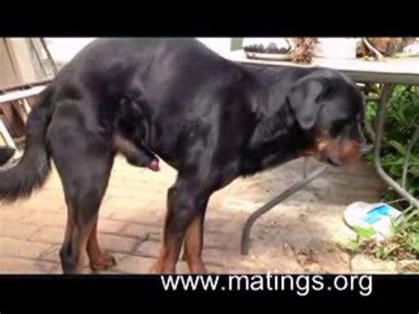 Women Mating Dog Geting Tied To His Knot Just Bcause