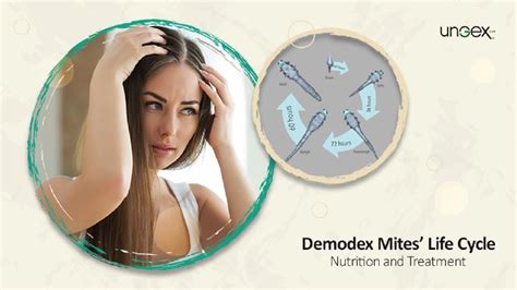 Demodex Mites Life Cycle Nutrition And Treatment Futurism