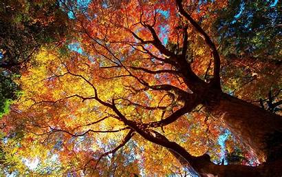Fall Tree Autumn Wallpapers Trees Jesien Drzewa