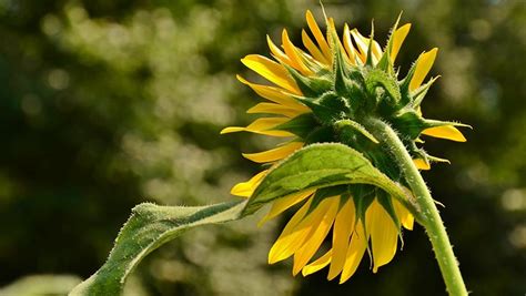 Nikon D5100 Flower Photography Backview Of A Sunlit N Shaded Sunflower