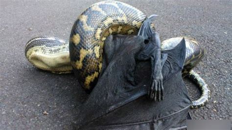 ニシキヘビの恐ろしい写真中国網日本語