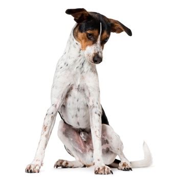 It was recognised as an indigenous spanish breed in 2000 by the spanish ministry of agriculture and by the spanish kennel club, the real sociedad canina de es. Ratonero Bodeguero Andaluz Breed Information ...