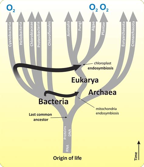 Eukaryotes And Their Origins Organismal Biology