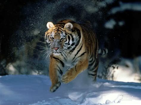 Siberian Tiger Panthera Tigris Altaica Moderately Endangered