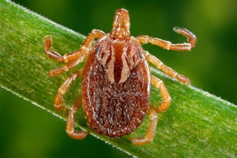 Preventing Lyme And A New Disease As Ticks Spread On Point