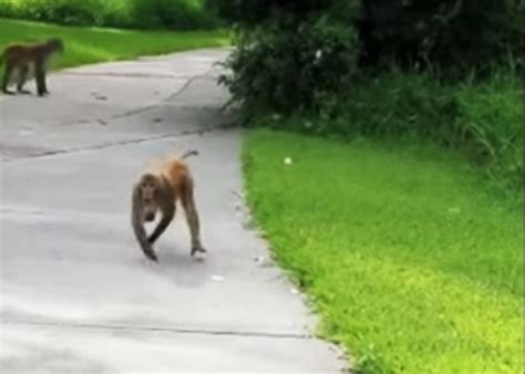 ‘This Is Insane.’ Video Shows Wild Monkeys Chasing Away Family in Florida