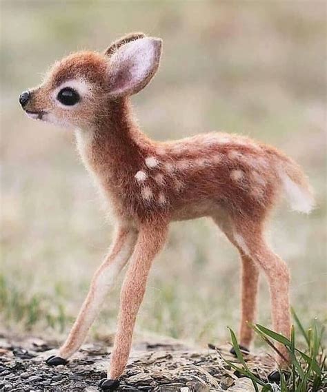 A Cute Baby Deer Rwoaanimals