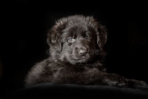 Black Long Haired German Shepherd Puppy On Black Stock Photo Image Of