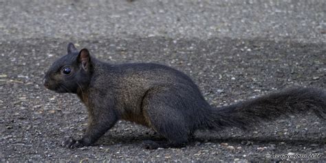 Are Black Squirrels Common In The Bay Area