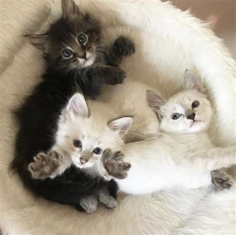 Cute Baby Kittens Kittens Photo 41573178 Fanpop