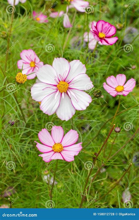 Blooming Cosmea Cosmos Flower Large Pink White Flowers Stock Photo