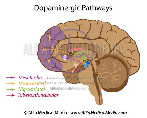 Alila Medical Media Dopamine Pathways Medical Illustration