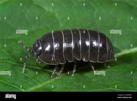 Common Woodlouse Oniscus Asellus On Leaf In Garden Segmented Body