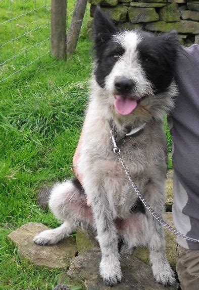Sky 2 Year Old Male Border Collie Cross Bearded Collie Available For