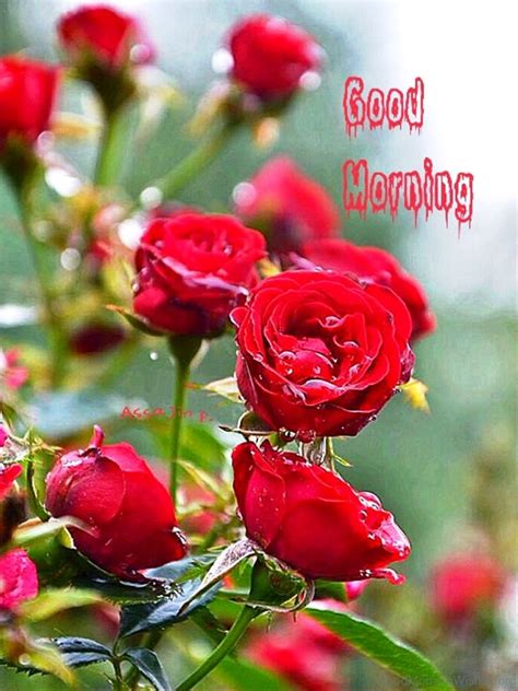 Grab your coffee and let's start this busy day. e-download-mojly-quotes-Good-Morning-With-Amazing-Red-Rose ...