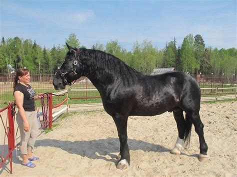 horses  sale vladimir heavy draft horse russia breeding  sale lazutchik