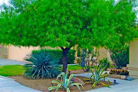 Fast Growing Trees Shrubs Pictures Landscaping Ideas
