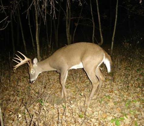 Buck Rubs And Scrapes Tips For The Best Hunting Adventure Footstep