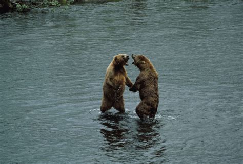 Free Picture Two Brown Bears Standing Water Ursus Middendorffi