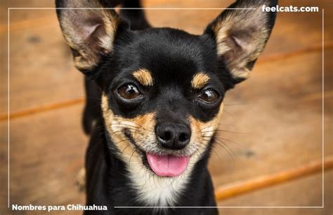 100 Nombres Top Para Chihuahuas Machos Y Hembras Feelcats