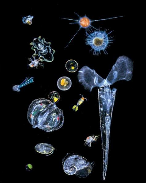 Plankton Plankton Deep Sea Creatures Microscopic Photography