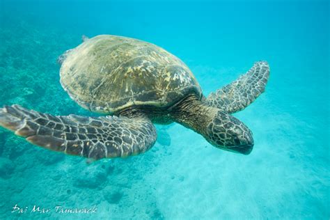 capturing the moment underwater photo shoot with green sea turtles maui