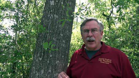 Oak Tree Disease Houston By Tree Doctor Master Hughes Youtube