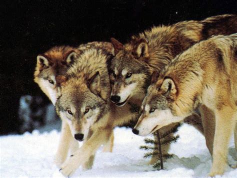 Wolves Wallpaper Wolf Pack Facts About Wolves Wolf Pack Animals Wild