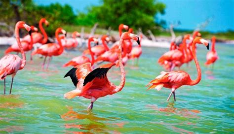 Celestun Flamingos And Pink Life Sat Mexico Tours And Travel
