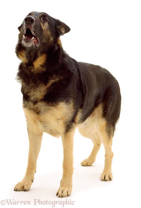 Dog Alsatian Howling Photo Wp00697