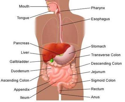 The thick muscles of the heart contract to pump blood out and then relax to let blood back in after it has below these pectorals, down under your ribcage, are the rectus abdominus muscles, or abdominals. Pain in the Lower Right Side: Causes, Symptoms & Treatment