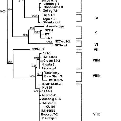 Phylogram Of Curvularia Geniculata Group Species Resulting From The